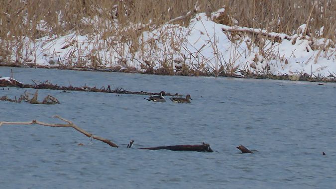 rożeniec  - Marcin Galus