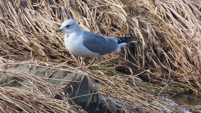 mewa siwa  - Marcin Galus
