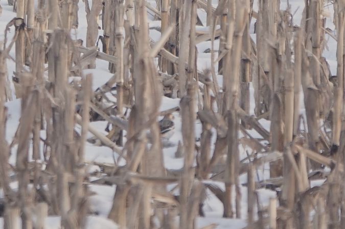 śnieguła  - Maciej Esnekier