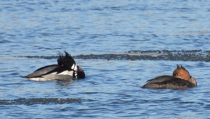 Harle huppé  - Anna Paszkowska