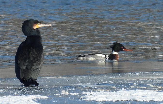szlachar  - Anna Paszkowska