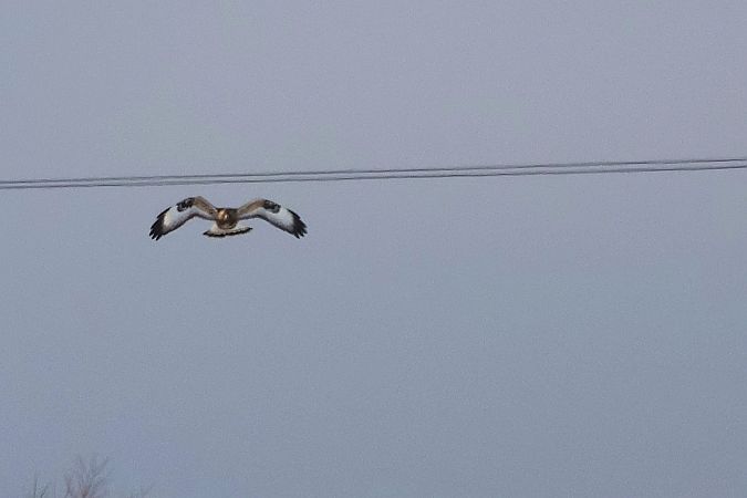 myszołów włochaty  - Krzysztof Czajowski