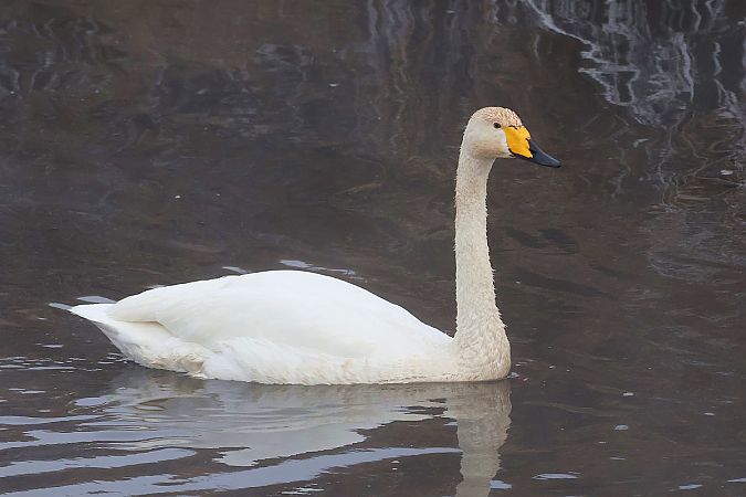 łabędź krzykliwy  - Krzysztof Czajowski