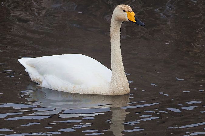 łabędź krzykliwy  - Krzysztof Czajowski