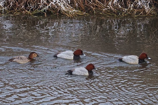 głowienka  - Krzysztof Czajowski