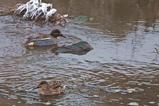 cyraneczka  - Krzysztof Czajowski