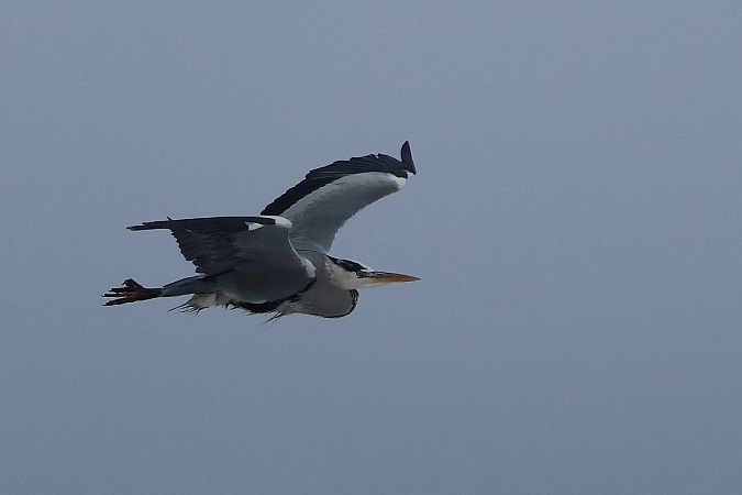 Graureiher  - Krzysztof Czajowski