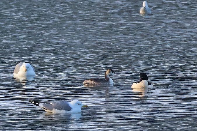 perkoz dwuczuby  - Krzysztof Czajowski