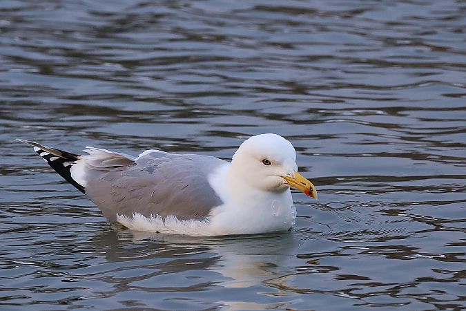 mewa białogłowa  - Krzysztof Czajowski