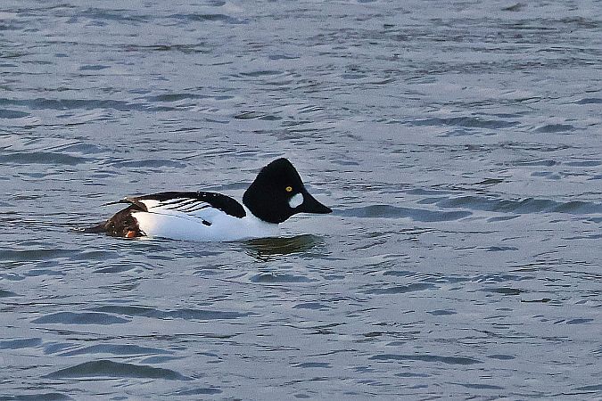 Garrot à œil d'or  - Krzysztof Czajowski