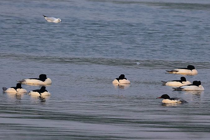 nurogęś  - Krzysztof Czajowski