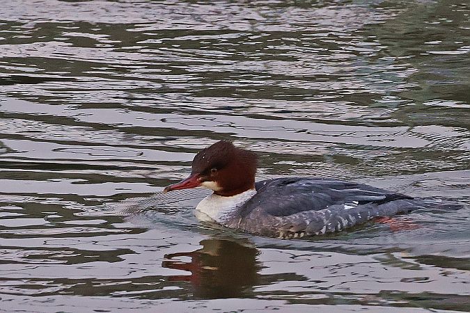 Harle bièvre  - Krzysztof Czajowski
