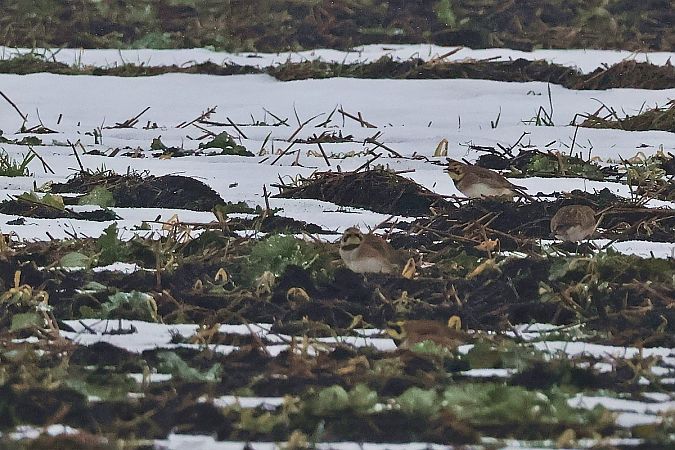 górniczek  - Krzysztof Czajowski
