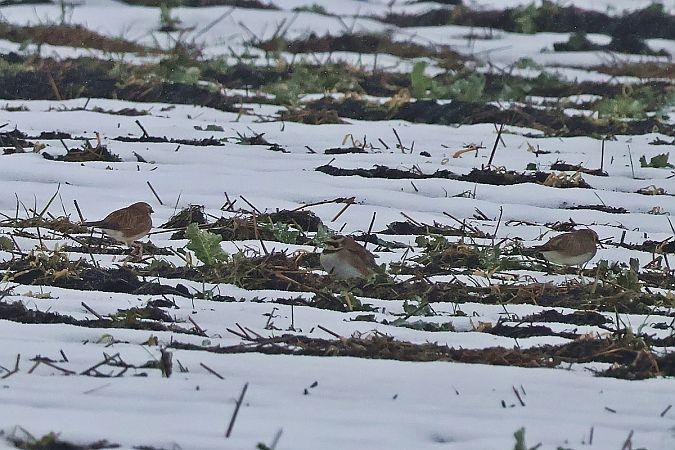 Alouette haussecol  - Krzysztof Czajowski