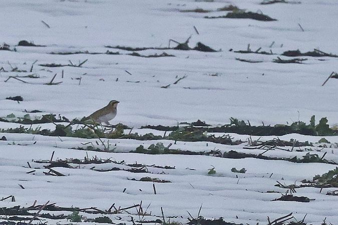 górniczek  - Krzysztof Czajowski