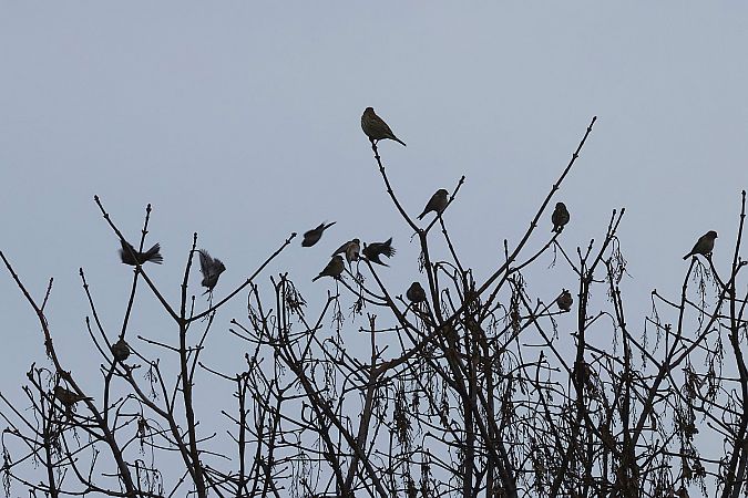 rzepołuch  - Krzysztof Czajowski