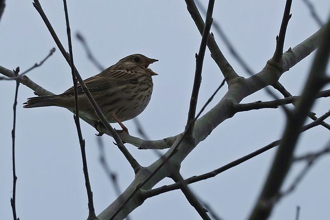 potrzeszcz  - Krzysztof Czajowski