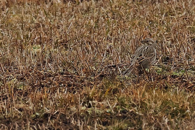 potrzeszcz  - Krzysztof Czajowski