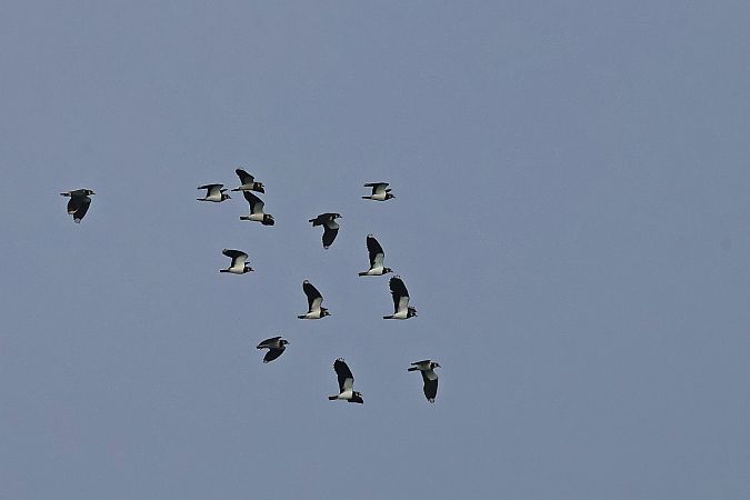 czajka  - Krzysztof Czajowski