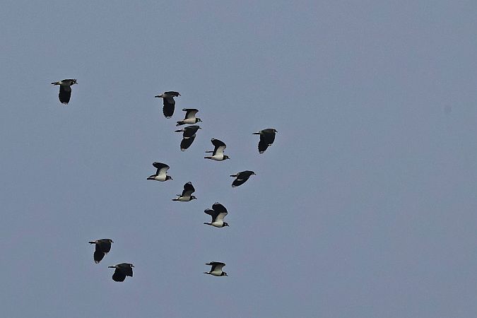 czajka  - Krzysztof Czajowski