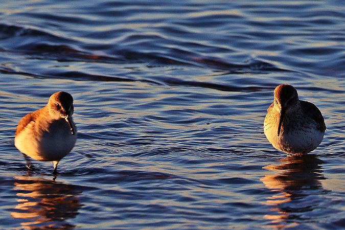 Bécasseau variable  - Krzysztof Czajowski