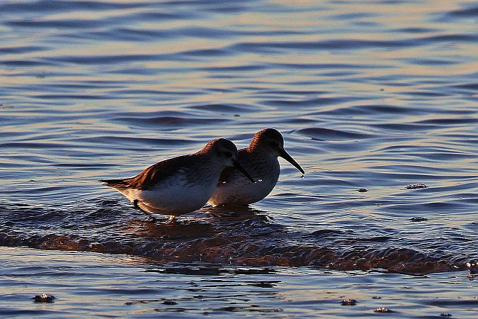 Alpenstrandläufer  - Krzysztof Czajowski