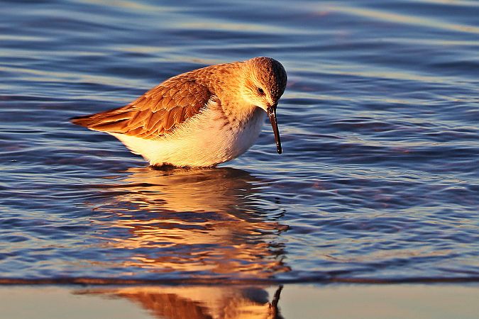 Alpenstrandläufer  - Krzysztof Czajowski