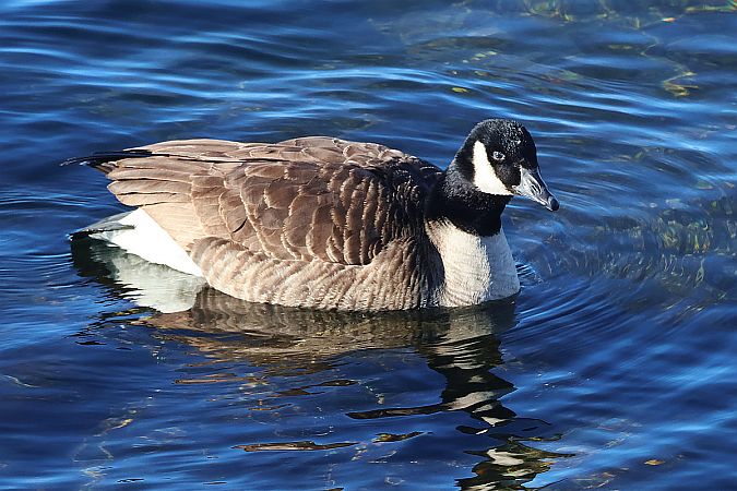 bernikla kanadyjska  - Krzysztof Czajowski