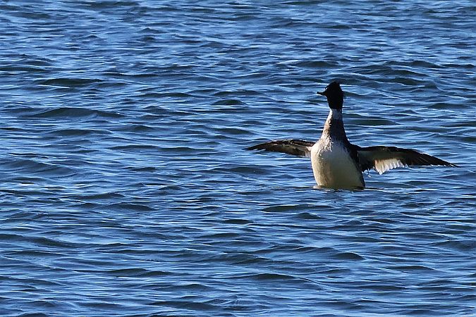 szlachar  - Krzysztof Czajowski