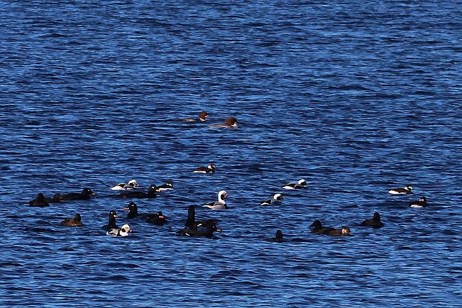 Macreuse noire  - Krzysztof Czajowski