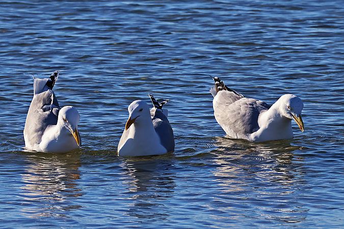 European Herring Gull  - Krzysztof Czajowski