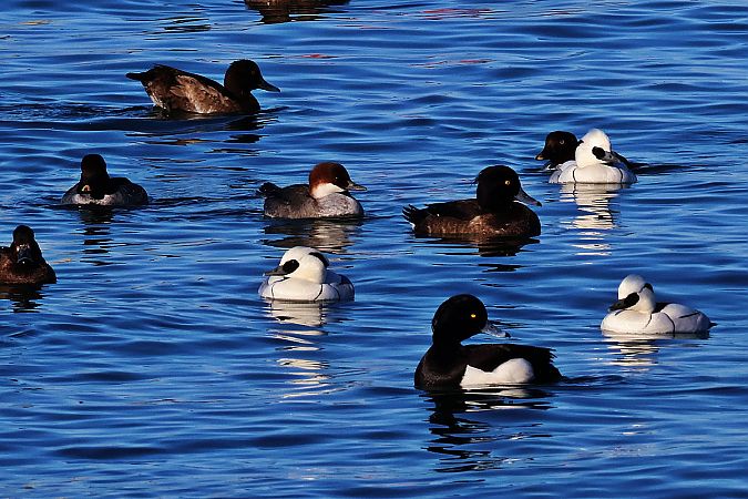 bielaczek  - Krzysztof Czajowski