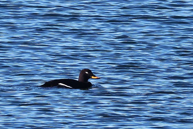 uhla  - Krzysztof Czajowski