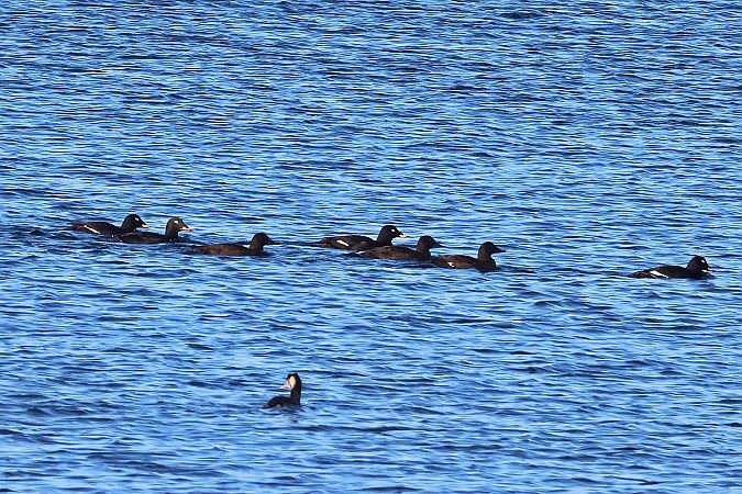 Samtente  - Krzysztof Czajowski