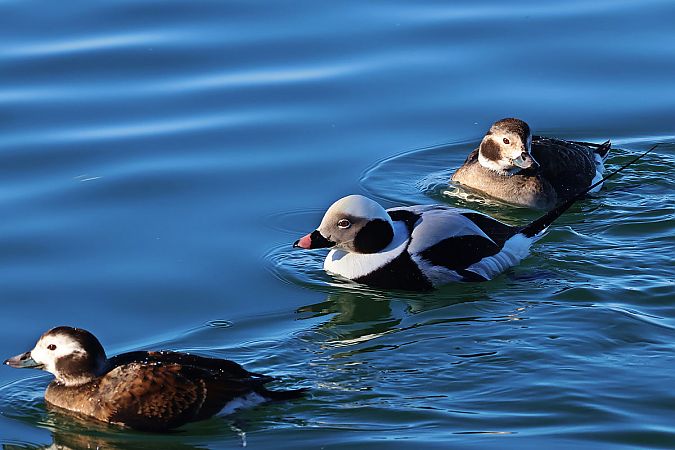 lodówka  - Krzysztof Czajowski