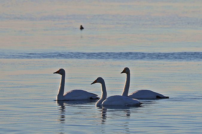 łabędź krzykliwy  - Krzysztof Czajowski