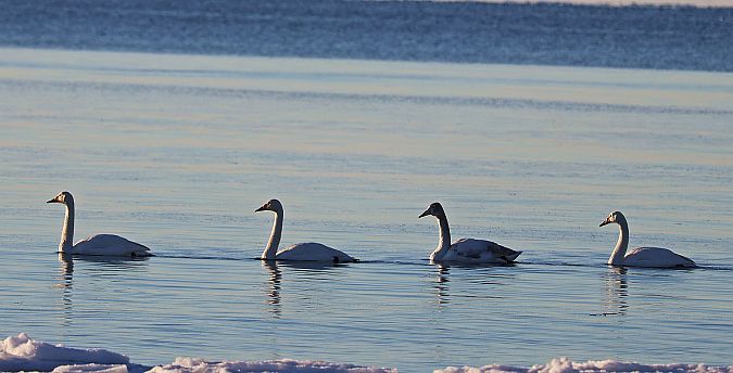 łabędź krzykliwy  - Krzysztof Czajowski
