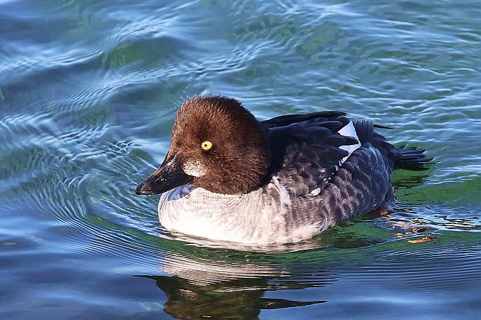 gągoł  - Krzysztof Czajowski