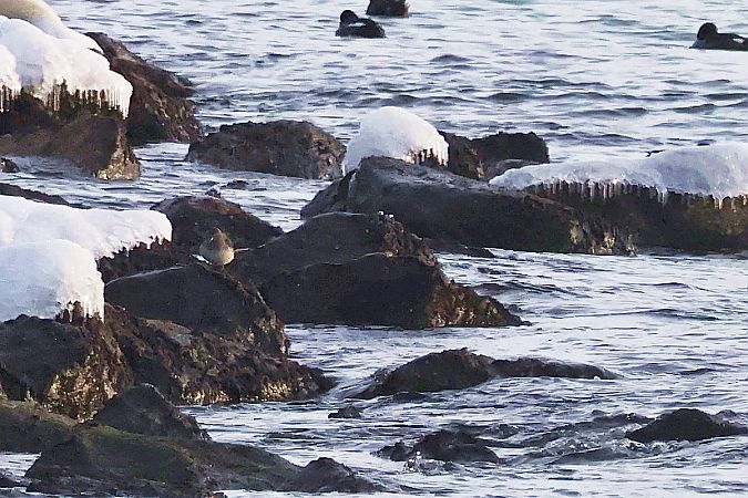 biegus morski  - Krzysztof Czajowski