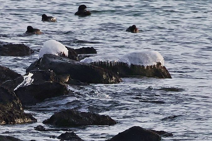 Meerstrandläufer  - Krzysztof Czajowski