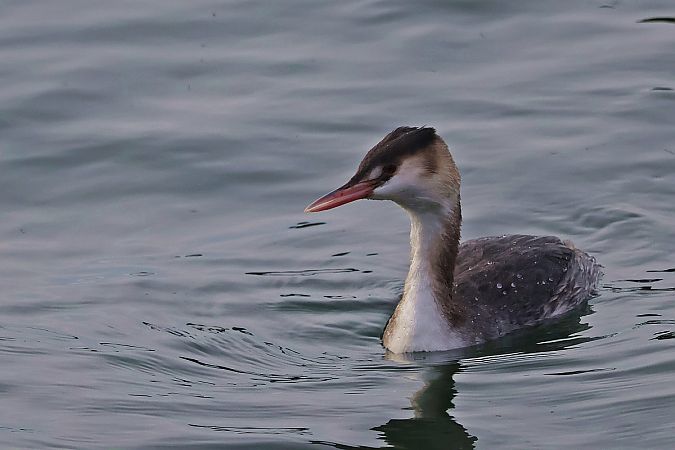 perkoz dwuczuby  - Krzysztof Czajowski