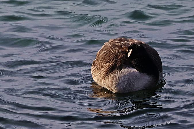 bernikla kanadyjska  - Krzysztof Czajowski