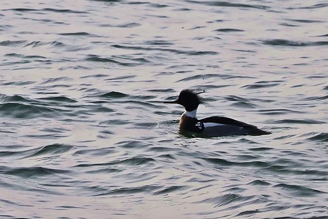 szlachar  - Krzysztof Czajowski