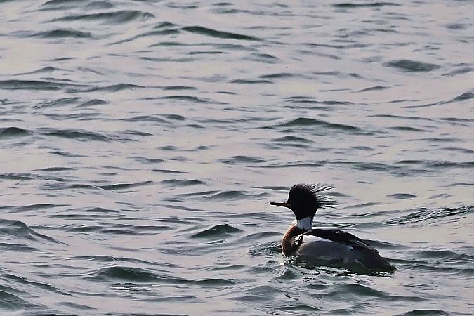 szlachar  - Krzysztof Czajowski