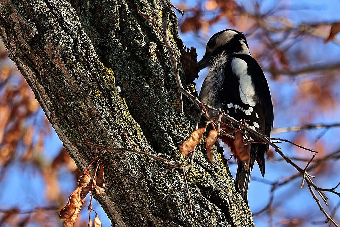 Buntspecht  - Krzysztof Czajowski