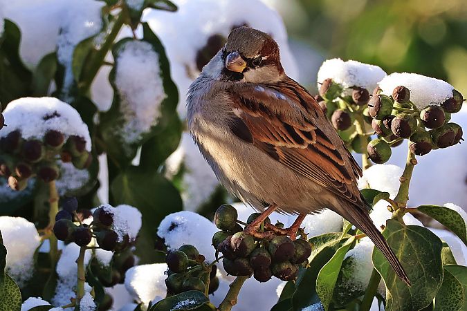 wróbel  - Krzysztof Czajowski