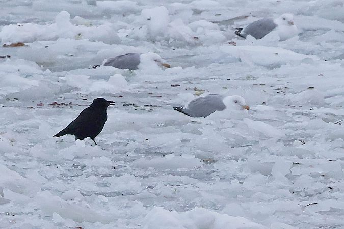 czarnowron  - Krzysztof Czajowski