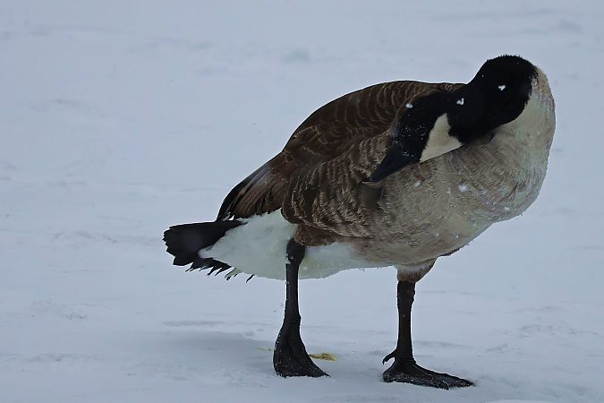 bernikla kanadyjska  - Krzysztof Czajowski