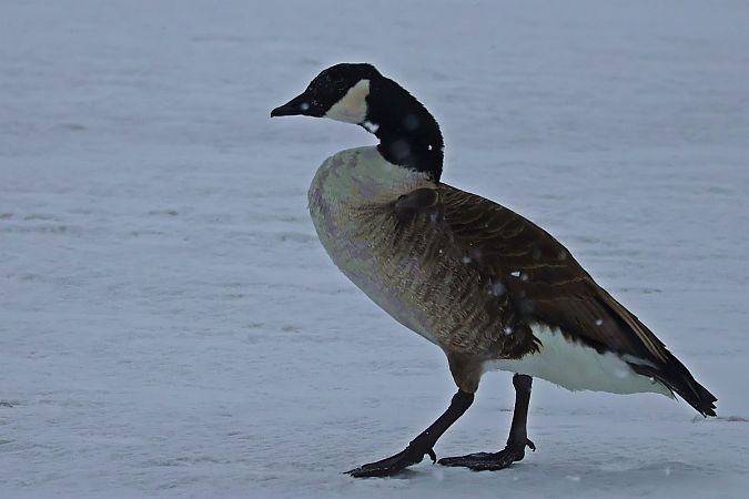 bernikla kanadyjska  - Krzysztof Czajowski