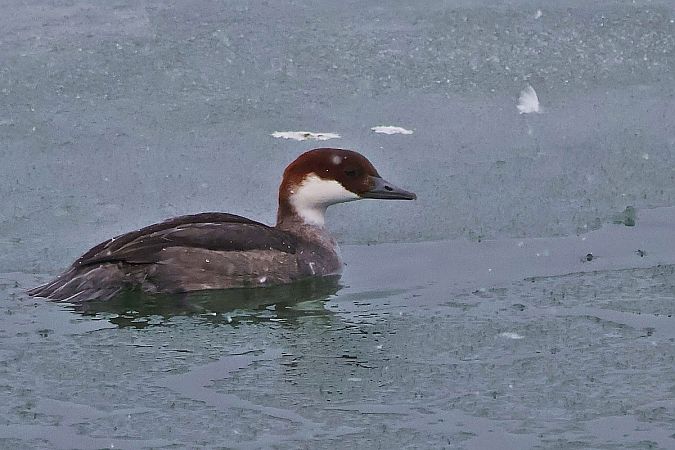 bielaczek  - Krzysztof Czajowski
